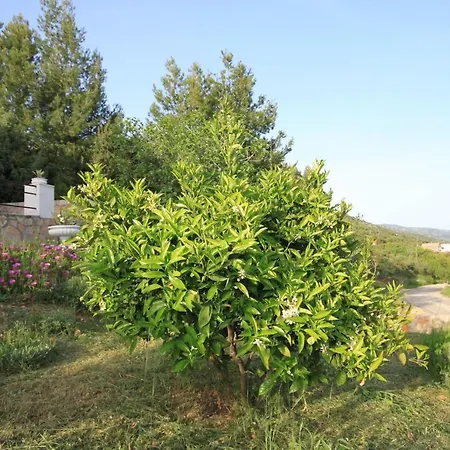 With A Parking Space Zavala, Hvar - 8706